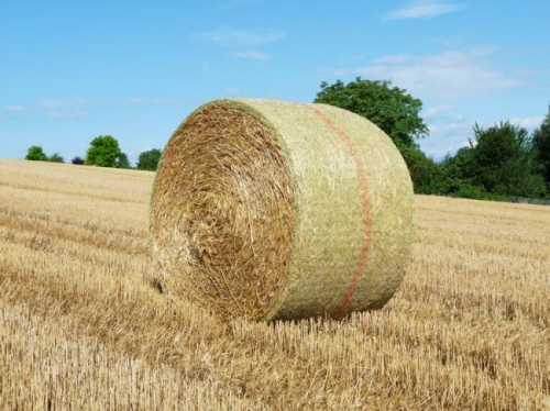 balle-ronde.jpg